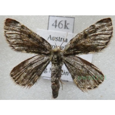 Psodos coracina (Esper, 1805) Austria46k